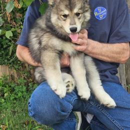 Echo - Gray and white male Siberian Husky puppy in Louisville, Kentucky from Wild Hunt Huskies