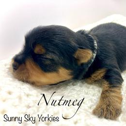 Nutmeg - Black and tan female Yorkshire Terrier puppy in Minnesota from Sunny Sky Yorkies
