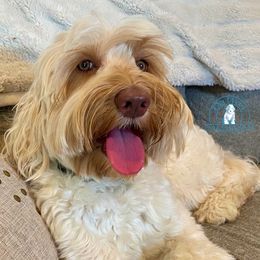 Daisy - Australian Labradoodle