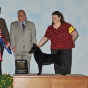 Norwegian Buhund Puppies from Nordlys Norwegian Buhunds