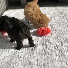 Maltese, Maltipoo, and Poodle Puppies from Healing Pawz LLC