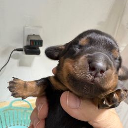 Sweetie - Black and tan female Dachshund puppy in Fayetteville, Pennsylvania from PA's Darling Doxies