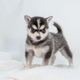 Teal - Black and white female Pomsky puppy in Spring City, Pennsylvania from Pomsky Power Puppies