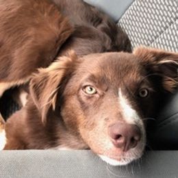 Australian Shepherds from Briggs Aussies