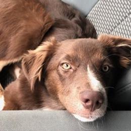 Australian Shepherds from Briggs Aussies