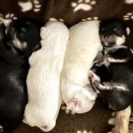 Chihuahua Puppies from Wild Mountain Chihuahuas