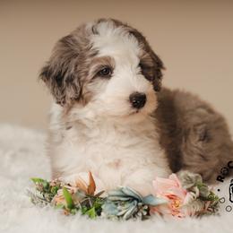 Violet Bridgerton - Blue merle and white female Sheepadoodle puppy in Edmond, Oklahoma from Rock N Roll Doodles