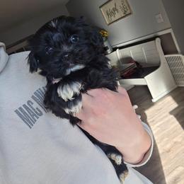 KB Black Male - Parti male Yorkshire Terrier puppy in Lakeland, Florida from You Me & The Yorkies