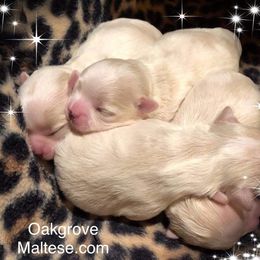Maltese Puppies from Oak Grove Maltese