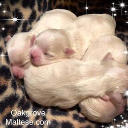Maltese Puppies from Oak Grove Maltese