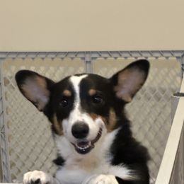 Jolene - Pembroke Welsh Corgi