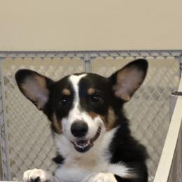 Jolene - Pembroke Welsh Corgi