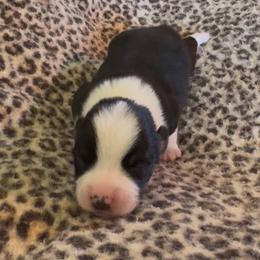 Tri Male 2 - Black and tan male Pembroke Welsh Corgi puppy in Weatherford, Texas from Flyin H Corgi’s