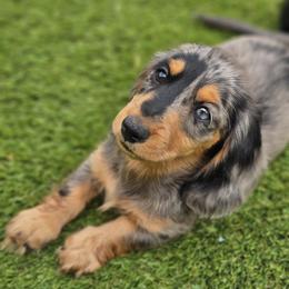 Dachshund Puppies from Farmhouse Dachshunds