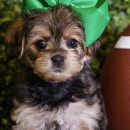 Pink Collar Girl - Black and tan female Yorkipoo puppy in Las Vegas, Nevada from Plush Toy Poodle Puppies & Pals