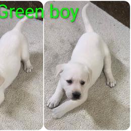 Winter - Yellow male Labrador Retriever puppy in Middleburg, Pennsylvania from Countrylanes labs