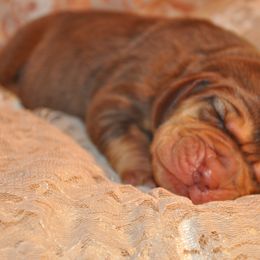 Bloodhound Puppies from Sherick's Bloodhounds