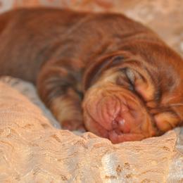 Bloodhound Puppies from Sherick's Bloodhounds