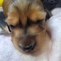 Sophie - Red female Dachshund puppy in Terlton, Oklahoma from CLARK'S BREEDING PROGRAM