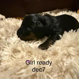 Luna - Black and tan female Dachshund puppy in Onalaska, Texas from Nicholes Doxies