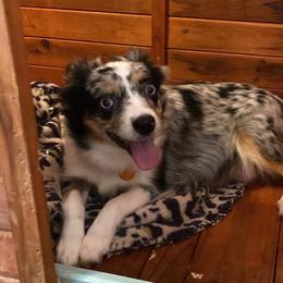 Stella - Toy Australian Shepherd