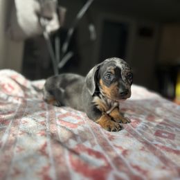 Cupid - Black and tan Dachshund puppy in Hawthorne, Florida from Circle M Dachshunds