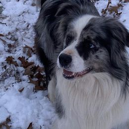 Border Collies from Cross Creek