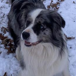 Border Collies from Cross Creek