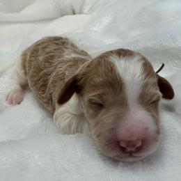 Sally - Parti female Goldendoodle puppy in Stratford, New Jersey from Meadow Lark Doodles