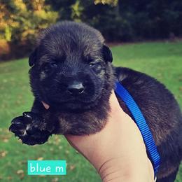 Blue collar - Sable male German Shepherd puppy in Dexter, Missouri from Vom Morris Haus German Shepherds