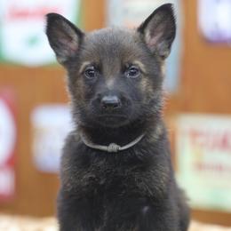 Gray collar - Sable male German Shepherd puppy in Philippi, West Virginia from Vom Haus Highlands