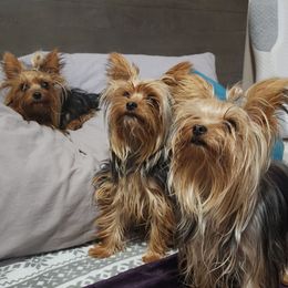 Yorkshire Terrier Puppies from Jazmin Petruchik