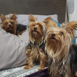 Yorkshire Terrier Puppies from Jazmin Petruchik