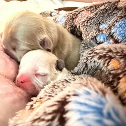 Platinum male - Cream male French Bulldog puppy in Jefferson City, Missouri from Central Frenchie Haven