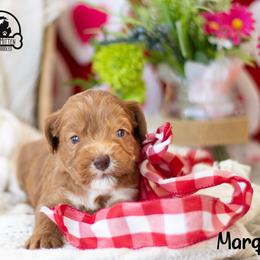 Marquis - Caramel red male Australian Labradoodle puppy in Tecumseh, Michigan from South Mitten Labradoodles