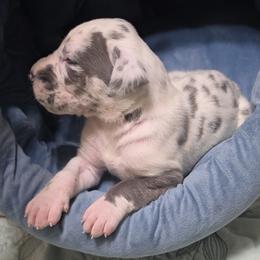 Jake - Blue and white male Great Dane puppy in Pollock, Louisiana from Danes Done Right