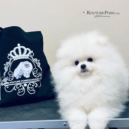 Pomeranian Puppies from Kouture Pomeranians