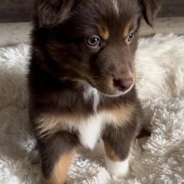 Miniature Australian Shepherds from Rocking Aussies