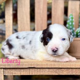Liberty - Blue merle female Miniature Australian Shepherd puppy in Chino Valley, Arizona from BlueZion Aussies