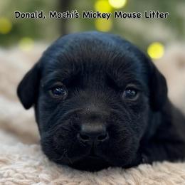 Donald - Black male Labrador Retriever puppy in Owosso, Michigan from Bennington Retrievers
