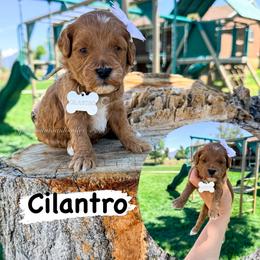 Cilantro - Red  female Goldendoodle puppy in West Haven, Utah from Split Mountain Doodles