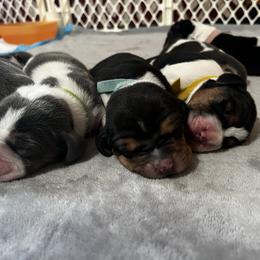 Basset Hound Puppies from Laura Lankford