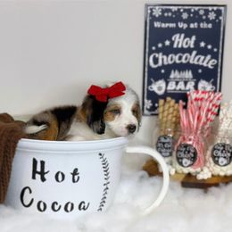 Aussiedoodle Puppies from Silva Ranch Doodles