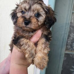 Max - Cockapoo