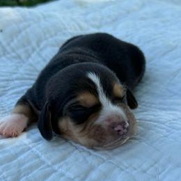 Mickey - Black white and tan male Beagle puppy in Kinta, Oklahoma from Beaver Creek Kennels
