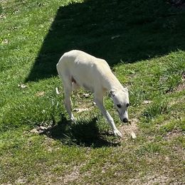 Dixie - Whippet