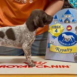 Aurora - Liver and white female German Shorthaired Pointer puppy in North Branch, Minnesota from Chrishelle Farm