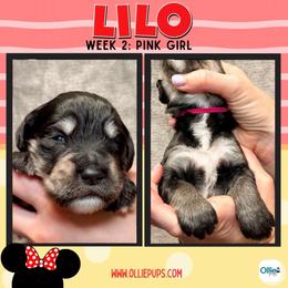Lilo (Pink) - female Golden Mountain Doodle puppy in Boiling Springs, South Carolina from OlliePups, LLC