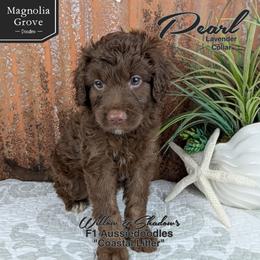 Pearl - Lavender Collar - Brown and white female Aussiedoodle puppy in Oxford, Alabama from Magnolia Grove Doodles