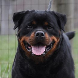 Uma - Rottweiler